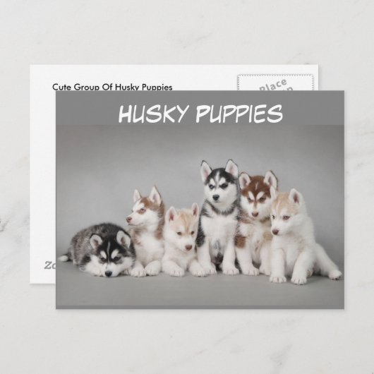 Cute Group of Husky Puppies Briefkaart (Voorkant / Achterkant)