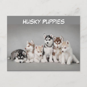 Cute Group of Husky Puppies Briefkaart