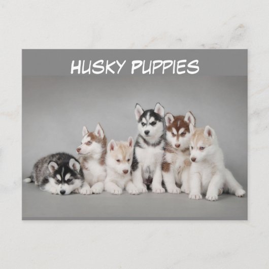 Cute Group of Husky Puppies Briefkaart (Voorkant)