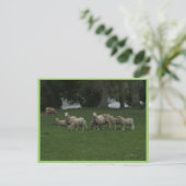 Cute Group of Sheep Eating Grass Briefkaart (Staand voorkant)