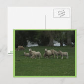 Cute Group of Sheep Eating Grass Briefkaart (Voorkant / Achterkant)