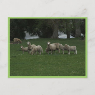 Cute Group of Sheep Eating Grass Briefkaart