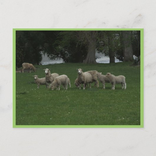 Cute Group of Sheep Eating Grass Briefkaart (Voorkant)