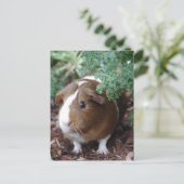 Cute Guinea Pig Briefkaart (Staand voorkant)