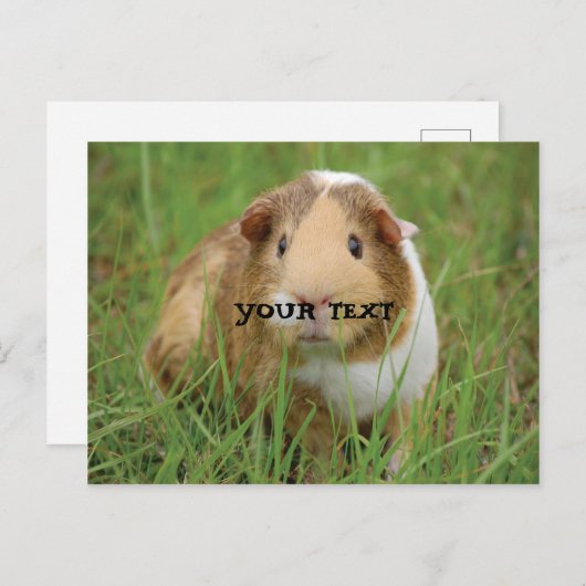 Cute Guinea Pig Briefkaart (Voorkant / Achterkant)