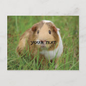 Cute Guinea Pig Briefkaart (Voorkant)