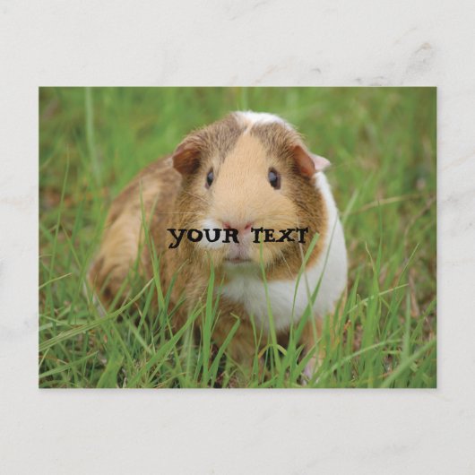Cute Guinea Pig Briefkaart (Voorkant)