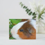 Cute Guinea Pig Briefkaart (Staand voorkant)