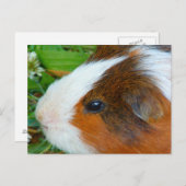 Cute Guinea Pig Briefkaart (Voorkant / Achterkant)