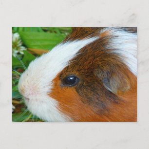 Cute Guinea Pig Briefkaart
