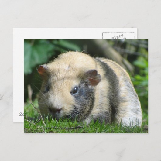 Cute Guinea Pig Briefkaart (Voorkant / Achterkant)