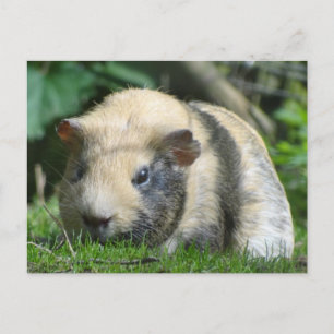Cute Guinea Pig Briefkaart