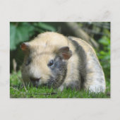 Cute Guinea Pig Briefkaart (Voorkant)