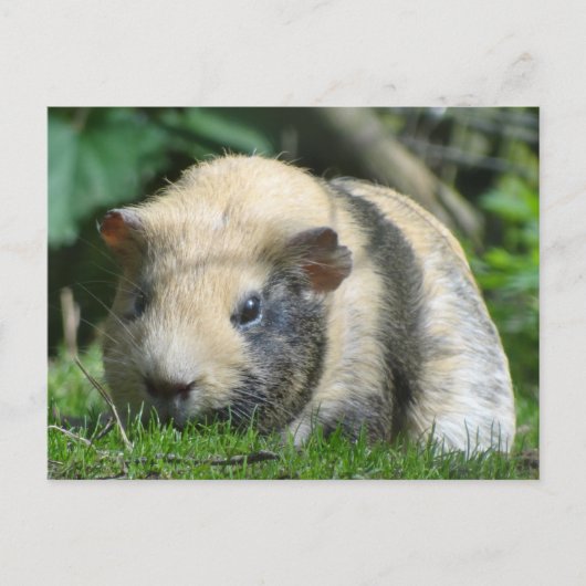 Cute Guinea Pig Briefkaart (Voorkant)