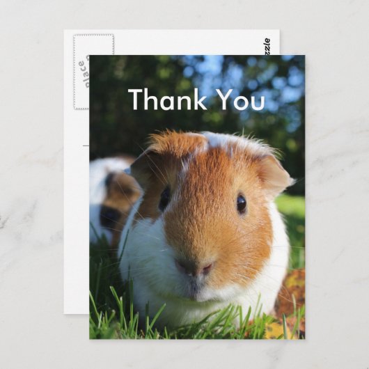 Cute Guinea Pig Dank u Briefkaart (Voorkant / Achterkant)