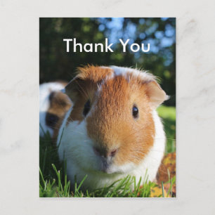 Cute Guinea Pig Dank u Briefkaart