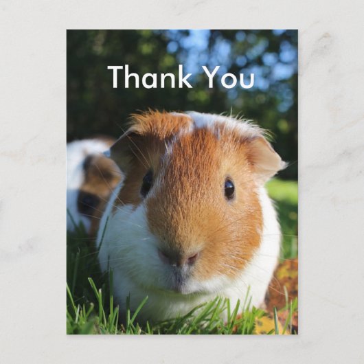 Cute Guinea Pig Dank u Briefkaart (Voorkant)