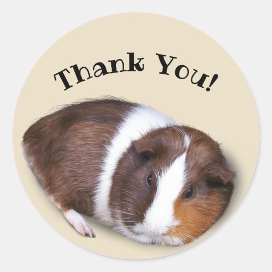 Cute Guinea Pig Dank u Ronde Sticker (Voorkant)