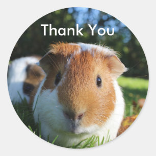 Cute Guinea Pig Dank u Ronde Sticker