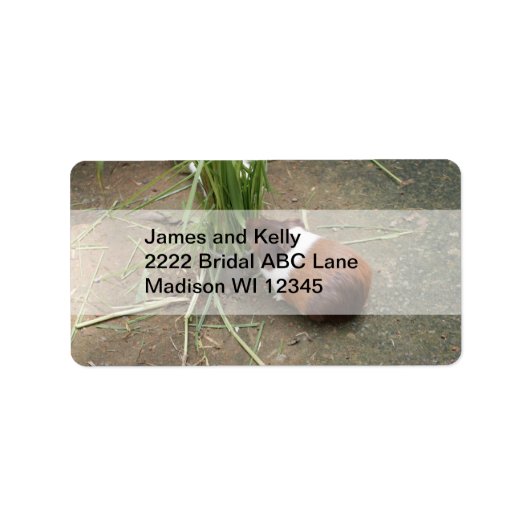 Cute Guinea Pig Etiket (Voorkant)