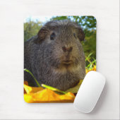 Cute Guinea Pig in Natuur Muismat (Met muis)