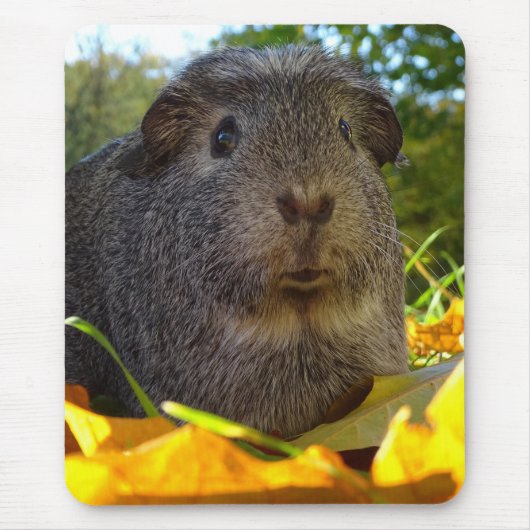 Cute Guinea Pig in Natuur Muismat (Voorkant)