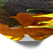 Cute Guinea Pig in Natuur Poster (Hoek)