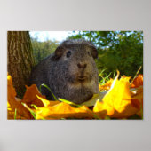 Cute Guinea Pig in Natuur Poster (Voorkant)