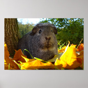Cute Guinea Pig in Natuur Poster