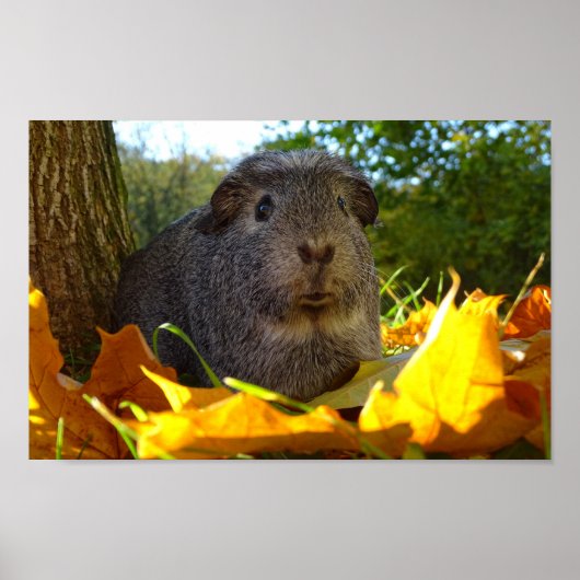 Cute Guinea Pig in Natuur Poster (Voorkant)