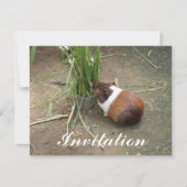 Cute Guinea Pig Kaart (Voorkant)
