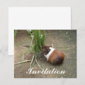 Cute Guinea Pig Kaart (Voorkant / Achterkant)