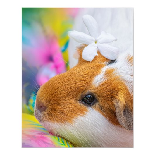 Cute Guinee Pig Pet Foto Afdruk (Voorkant)