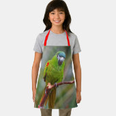 Cute Hahn's Red Shoulded Mini Macaw Parrot Bird Schort (Insitu)