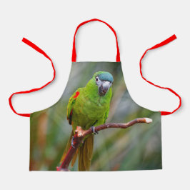 Cute Hahn's Red Shoulded Mini Macaw Parrot Bird Schort