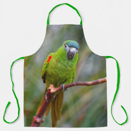 Cute Hahn's Red Shoulded Mini Macaw Parrot Bird Schort