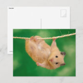 Cute Hamster Briefkaart (Voorkant / Achterkant)