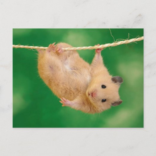 Cute Hamster Briefkaart (Voorkant)