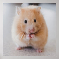 Cute Hamster Close-up poster