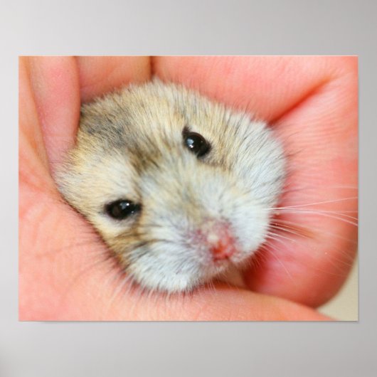 Cute Hamster Face 1 Poster (Voorkant)