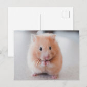 Cute Hamster Love Animals Briefkaart (Voorkant / Achterkant)