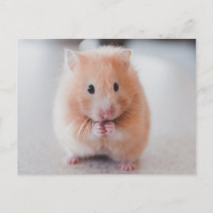 Cute Hamster Love Animals Briefkaart