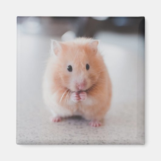Cute Hamster Love Animals Magneet (Voorkant)