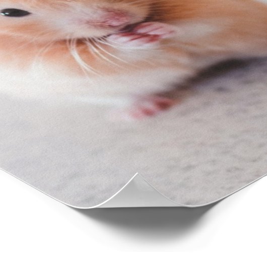 Cute Hamster Love Animals Poster (Hoek)