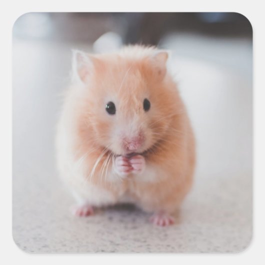 Cute Hamster Love Animals Vierkante Sticker (Voorkant)