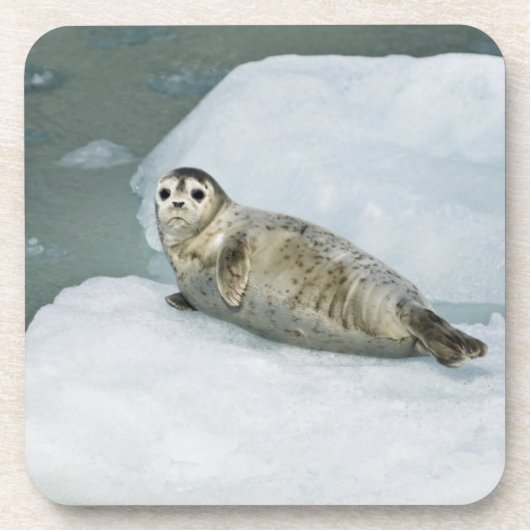 Cute Harbor Seal on Snow Bier Onderzetter (Voorkant)