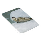 Cute Harbour-zegel op sneeuw Magneet (Rechterzijde)