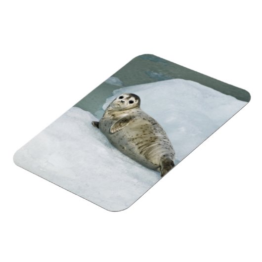 Cute Harbour-zegel op sneeuw Magneet (Linkerzijde)