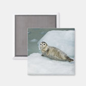 Cute Harbour-zegel op sneeuw Magneet (Voorkant / Achterkant)