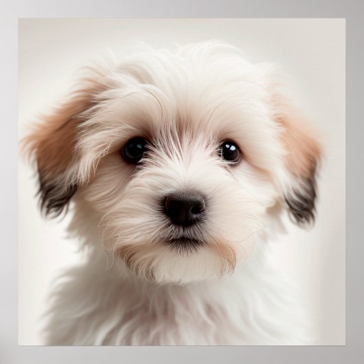 Cute Havanese Puppy Hond Portret Poster (1) (Voorkant)